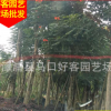 火焰木 胸径5公分-30公分 价格20元-2000元 规格齐全