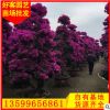 红枫 地径3-12 价格100-1600 漳州基地直销