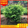 黄金叶 黄心梅球价格 福建基地直销 规格齐全15-120cm