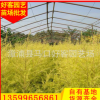 黄金宝树规格齐全100-200cm 漳州种植基地直销 袋苗盆栽批发
