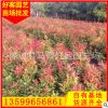 红车苗20-100cm基地直销 袋苗地苗 长期供应 规格齐全