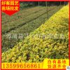 金边假连翘价格 漳州种植基地批发 庭院小区园林绿化供应