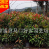 红车苗价格 塔形红车地苗袋苗盆栽 大量供应15-200cm