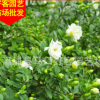 栀子价格 栀子花盆栽地栽 园林景观工程供应