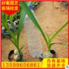 文殊兰 高25-35 价格0.95元 漳州基地直销