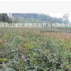 桂花苗 桂花小苗批发 规格齐全