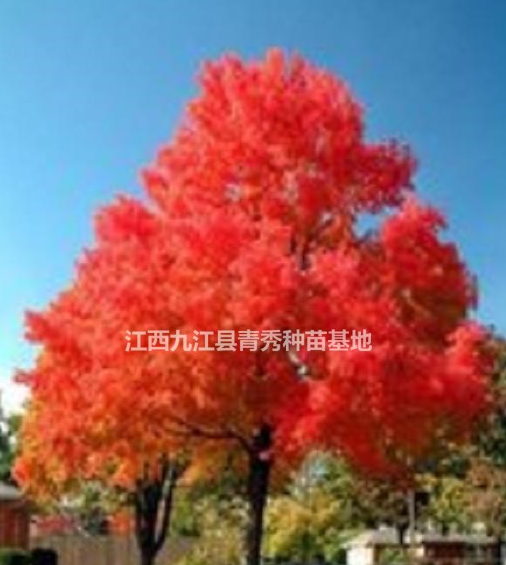 江西九江美国红枫苗木出售，美国红枫供应电话，美国红枫批发
