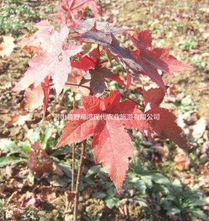 晚秋枫叶飘-美国红枫