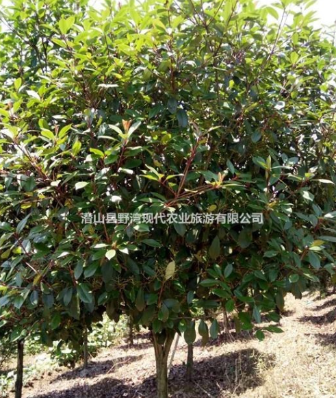 高杆石楠10000棵