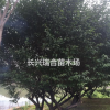 浙江精品嫁接红梅