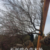 红梅装车 红梅价格 红梅树