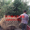 原生红梅 红梅价格