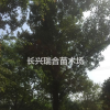 移栽三角枫 移栽三角枫价格 浙江移栽三角枫浙江移栽三角枫价格