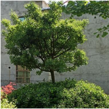 北海道黄杨冬青树苗植物庭院四季常青围墙围栏小区绿化苗耐寒