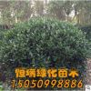 特价促销大叶黄杨球 大叶黄杨球苗 规格齐全 工程绿化 四季长青