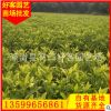 黄金叶 高20-25冠20 价格0.65元 杯苗袋苗批发