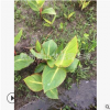 花叶美人焦 色块 地被 水生 灌木 乔木 品种 规格 齐全 园林苗圃