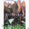紫叶美人蕉 品种 齐全 工程 园林 绿化苗 根系旺 成活率高 优质苗