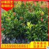 红车苗盆栽地栽 绿化苗木 园林绿化地苗批发15-200cm