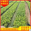 金边假连翘盆栽地栽 福建基地批发 量大从优