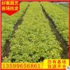 黄金叶基地直销 大量供应 黄心梅 绿化苗木 量大价优