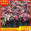 彩叶扶桑批发20-100cm 地苗袋苗地被苗 量大从优