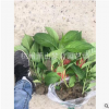 八仙花 绣球  都有 土球好 冠幅好 各种 园林 乔木