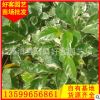 花叶假连翘批发 规格齐全 大量批发 地苗袋苗