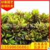 变叶木价格 盆栽花卉 彩霞变叶木大量批发15-40cn