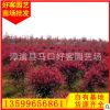 红叶石楠批发20-250cm 地苗袋苗地被苗 量大从优