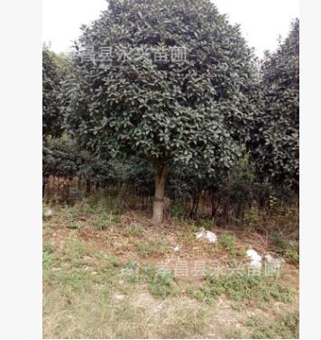 别墅园林绿化规划树12公分精品桂花树产地直销 高杆多杆桂花