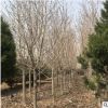 供应绿化树木白玉兰2-8-10-18公分大白玉兰树 白玉兰树基地