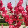工程绿化苗木直销 红叶碧桃树苗紫叶碧桃苗 庭院园林观花植物