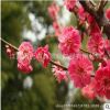 基地直销红梅树苗 工程绿化庭院种植观赏苗木 红梅小苗 规格全