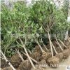 桂花树批发 庭院盆栽装饰桂花树多规格 大型工程绿化树桂花树供应