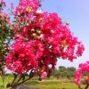 红花紫薇