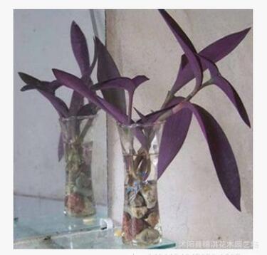 可水培紫罗兰植物盆栽好活的吊兰永恒的美