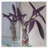 可水培紫罗兰植物盆栽好活的吊兰永恒的美