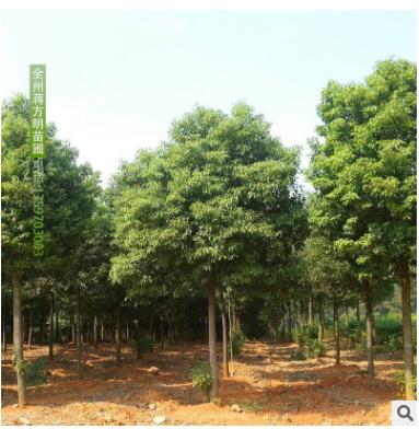 供应香樟树 多规格园林树木供应 广西桂林基地直发