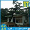罗汉松价格 福建种植基地批发 罗汉松造型