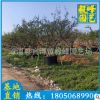 石榴树大量批发 大规格石榴树 福建基地直销