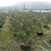 红千层 基地直销 批发各种垂叶植物