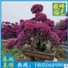 紫色三角梅造型 高1-3米 福建基地直销 三角梅价格