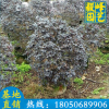 红花继木球批发 规格齐全 花卉盆栽 园林景观苗木供应商