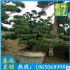 罗汉松批发 福建绿化苗木 日本造型松供应