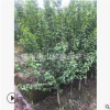 木槿 根系旺 适应能力强 大小规格 齐全 长期供应工程苗