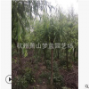 垂柳 精品苗 造型好 土球好 乔木 灌木 城市行道树 苗圃