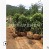 桂花 规格齐全 精品苗 造型好 土球好 成活率高 苗圃