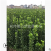 大叶黄杨 小毛球 土球好 冠幅好 精品苗 用于道路 景观 园林 绿化