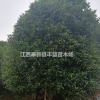江西八月桂价格/八月桂*新报价/奉新八月桂基地
